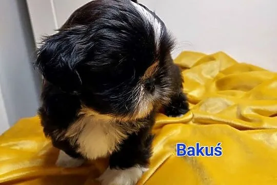 Shih-tzu, Śląskie, Częstochowa