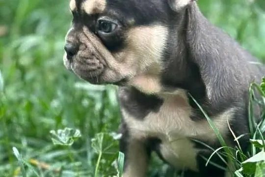 Buldog francuski czekoladowa sunia