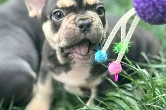 Buldog francuski czekoladowa sunia, Łódzkie, Pabianice