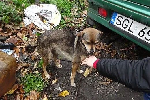 Potrzebny nowy dom dla pieska, który jest trzymany w strasznych warunkach,  śląskie Gliwice