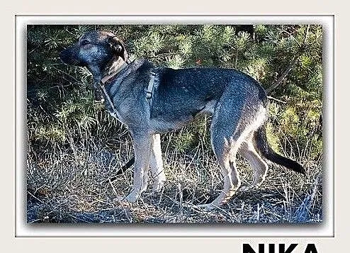 NIKA,20kg,łagodna,towarzyska ,sterylizowana suczka .ADOPCJA, Mazowieckie, Warszawa