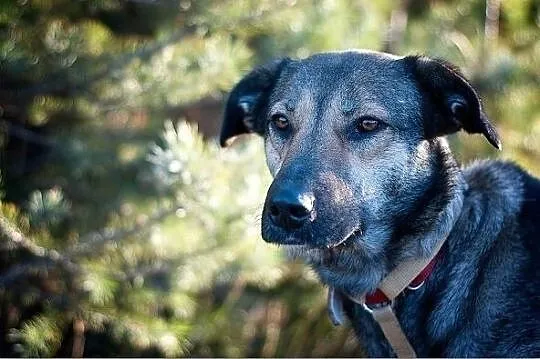 NIKA,20kg,łagodna,towarzyska ,sterylizowana suczka .ADOPCJA, Mazowieckie, Warszawa