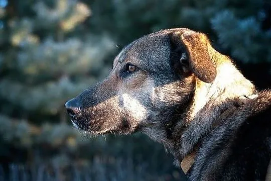 NIKA,20kg,łagodna,towarzyska ,sterylizowana suczka .ADOPCJA, Mazowieckie, Warszawa