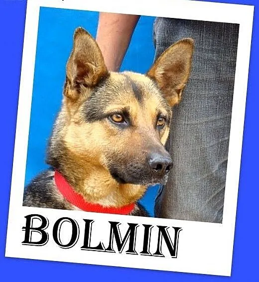 Mniejszy od owczarka,łagodny pies BOLMIN.Adopcja,