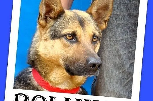 Mniejszy od owczarka,łagodny pies BOLMIN.Adopcja, 