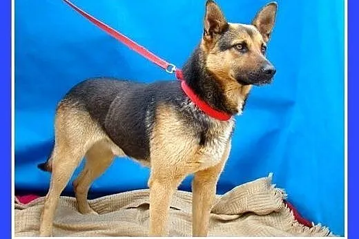 Mniejszy od owczarka,łagodny pies BOLMIN.Adopcja, 