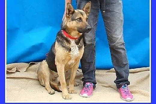Mniejszy od owczarka,łagodny pies BOLMIN.Adopcja, 