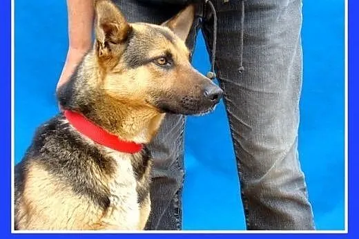 Mniejszy od owczarka,łagodny pies BOLMIN.Adopcja, 