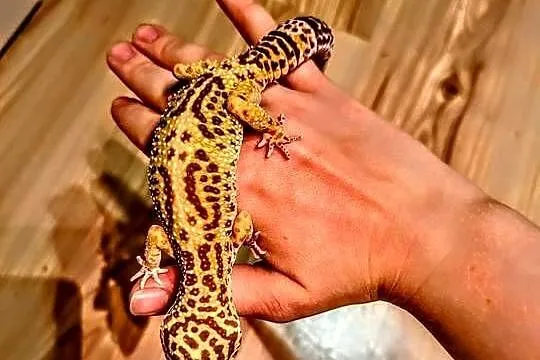 4 Gekony lamparcie wraz z terrarium