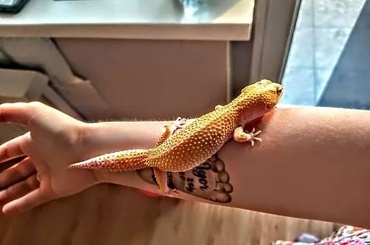 4 Gekony lamparcie wraz z terrarium, Wielkopolskie, Leszno