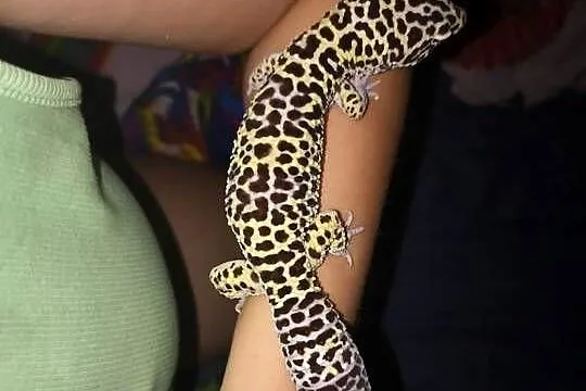 4 Gekony lamparcie wraz z terrarium, Wielkopolskie, Leszno