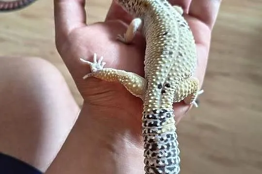 4 Gekony lamparcie wraz z terrarium, Wielkopolskie, Leszno