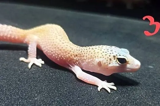 eublefary lamparcie młode