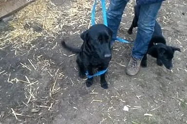 Przekochana, łagodna sunia szuka swojego M!,  śląs