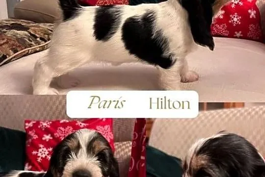 PBGV szczeniak petit basset griffon vendeen ZKWP