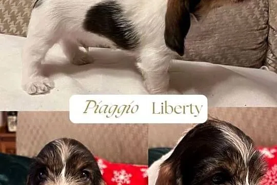 PBGV szczeniak petit basset griffon vendeen ZKWP, Wielkopolskie, Jarocin