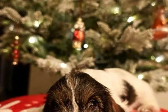 PBGV szczeniak petit basset griffon vendeen ZKWP, Wielkopolskie, Jarocin