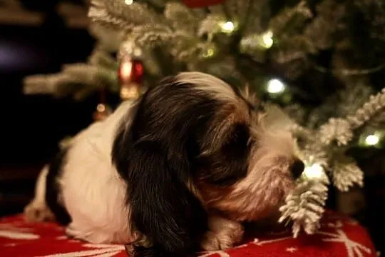 PBGV szczeniak petit basset griffon vendeen ZKWP, Wielkopolskie, Jarocin
