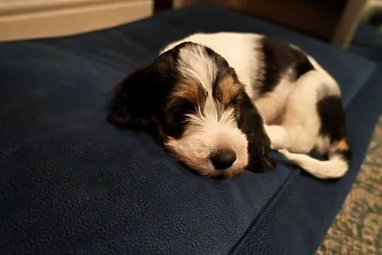 PBGV szczeniak petit basset griffon vendeen ZKWP, Wielkopolskie, Jarocin