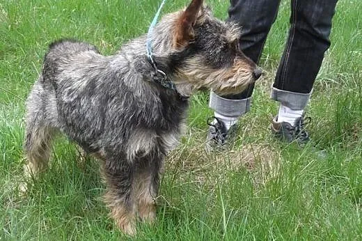 Rodzinna Saba szuka kochającego domu! ,  świętokrz