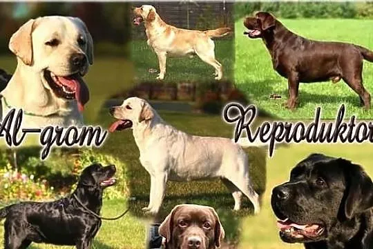 REPRODUKTORY LABRADOR RETRIEVER