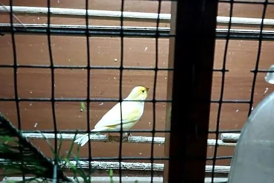 Kanarki sprzedam