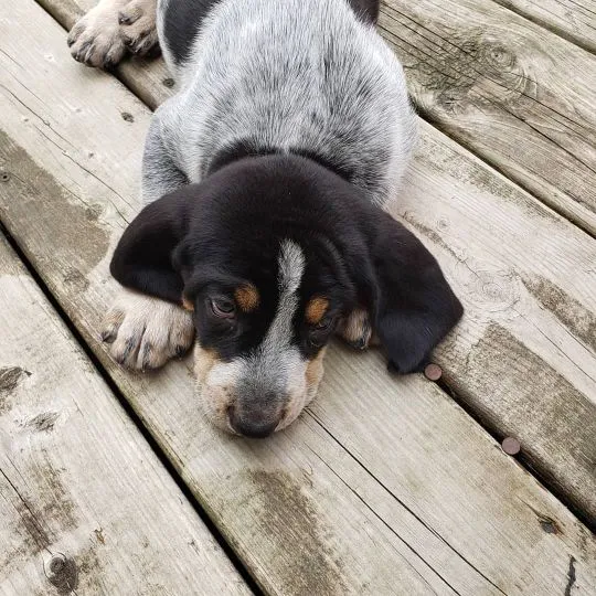Urocze szczenięta bloodhound do adopcji e-mail: {{dorotapaula829@gmail.com}}, , Wrocławice