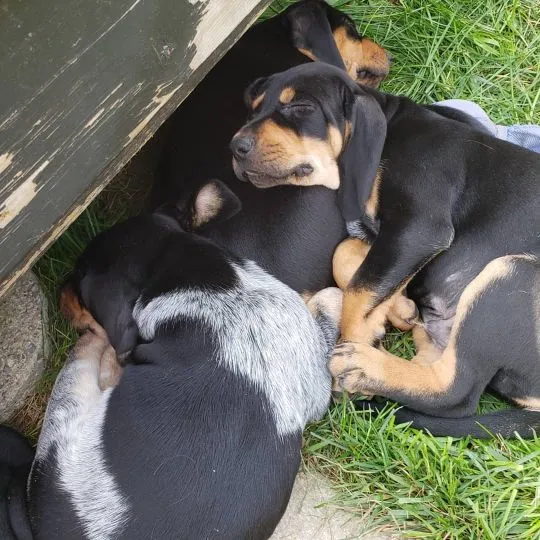 Urocze szczenięta bloodhound do adopcji e-mail: {{dorotapaula829@gmail.com}}