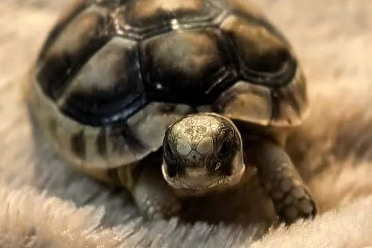 Żółw lądowy grecki