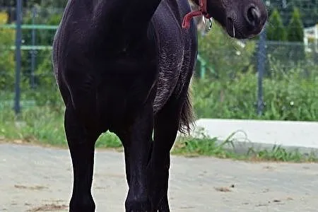 Kucyk ogier do rezerwacji, Wielkopolskie, Złotów