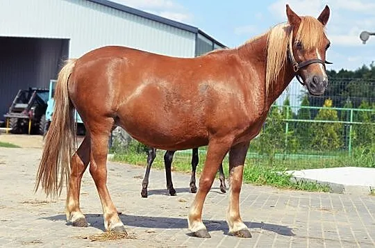 Kucyk ogier do rezerwacji, Wielkopolskie, Złotów