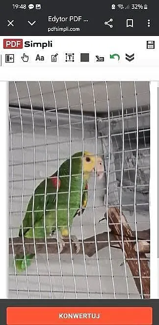Amazonka oratrix, Małopolskie, Nowy Sącz