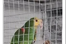 Amazonka oratrix