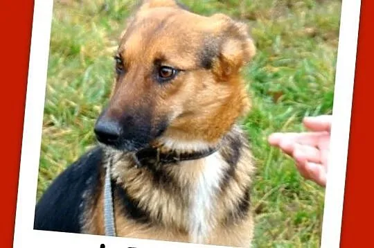 LILU młoda, dwuletnia suczka, waga 12kg, delikatna i łagodna_Adopcja_