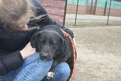 Urocza, przytulaśna sunia czeka na dom