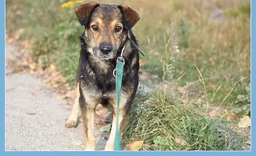 Dosyć duży 30 kg, przyjazny,przemiły,grzeczny psia