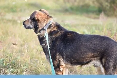 Dosyć duży 30 kg, przyjazny,przemiły,grzeczny psia