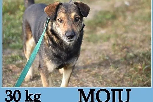Dosyć duży 30 kg, przyjazny,przemiły,grzeczny psia