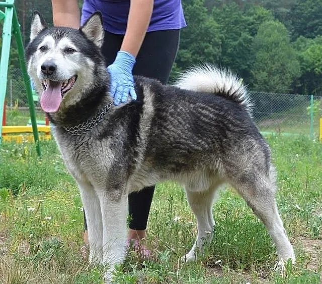 Piękny, przyjazny alaskan malamute Drako szuka dom