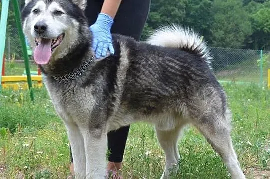 Piękny, przyjazny alaskan malamute Drako szuka dom