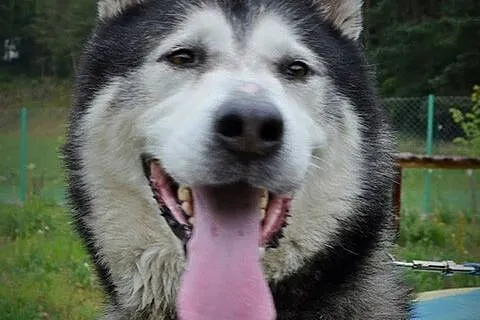 Piękny, przyjazny alaskan malamute Drako szuka dom