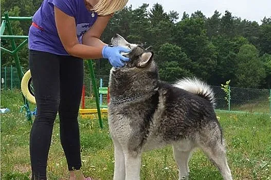 Piękny, przyjazny alaskan malamute Drako szuka dom