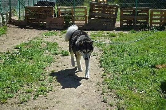 Piękny, przyjazny alaskan malamute Drako szuka dom