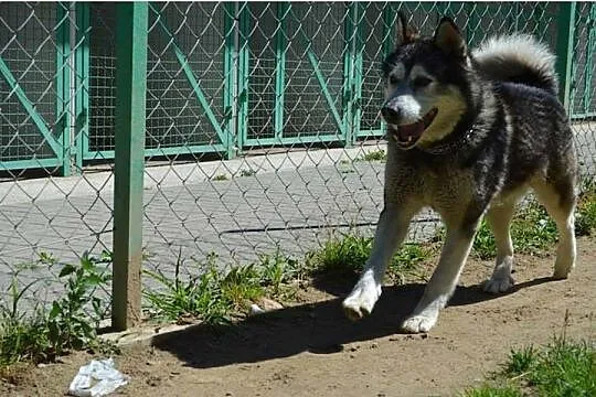 Piękny, przyjazny alaskan malamute Drako szuka dom