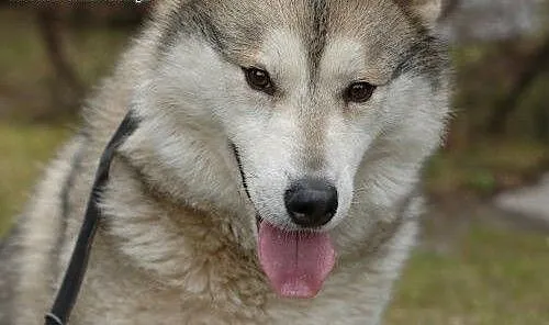 Belfer - przyjacielski husky czeka na kochający do