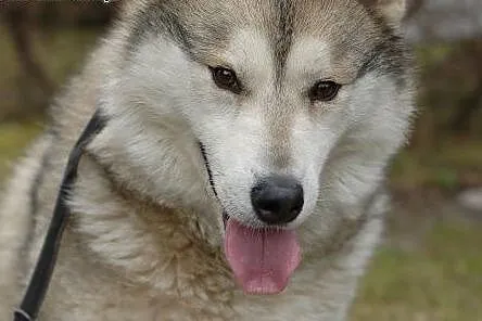 Belfer - przyjacielski husky czeka na kochający do