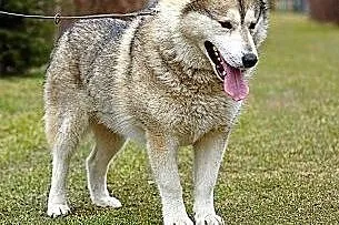 Belfer - przyjacielski husky czeka na kochający do