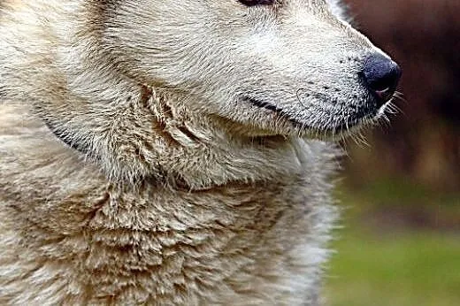Belfer - przyjacielski husky czeka na kochający do