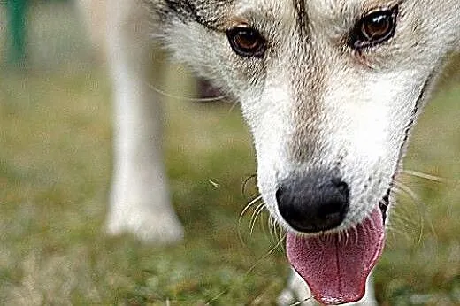 Belfer - przyjacielski husky czeka na kochający do