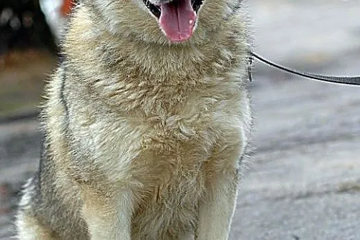 Belfer - przyjacielski husky czeka na kochający do